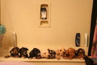 Doggy-dog-2