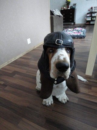 Doggy-dog-23