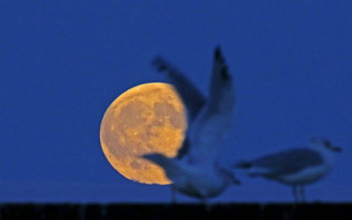 The supermoon raises behind seagulls on the beach in Evanston, Illinois