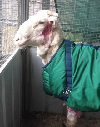 An Australian sheep is pictured after being shorn of over 40 kilograms (88.2 lbs) of wool after being found near Australia's capital city Canberra