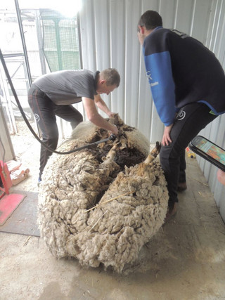 Australian sheep shearer Ian Elkins clips over 40 kilograms (88.2 lbs) of wool off a sheep found near Australia's capital city Canberra.