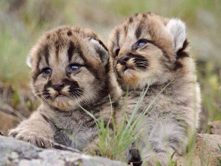 baby_animals_you_dont_usually_get_to_see_in_person_640_22