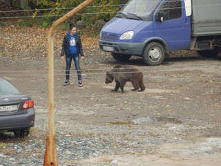 bear_in_perm_02