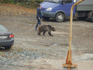 bear_in_perm_03