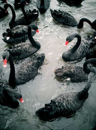 black-swan-photos-1