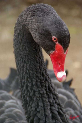 black-swan-photos-12