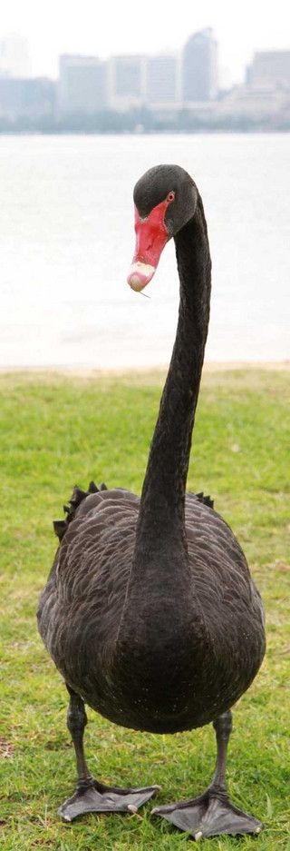 black-swan-photos-18