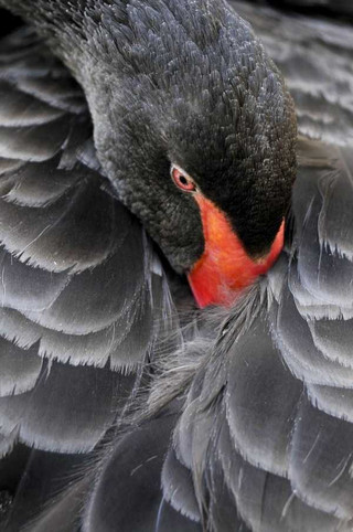 black-swan-photos-19
