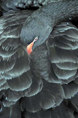 black-swan-photos-4
