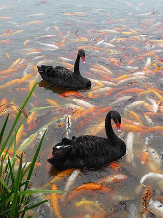 black-swan-photos-6