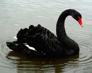 black-swan-photos-7