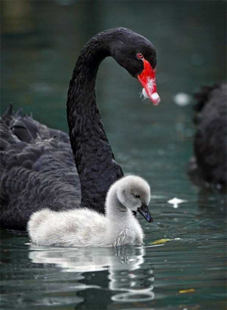 black-swan-photos-8