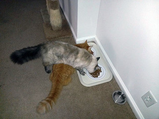cat-logic-eating