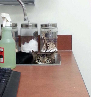 cats-at-vet-16