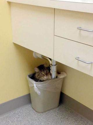 cats-at-vet-2