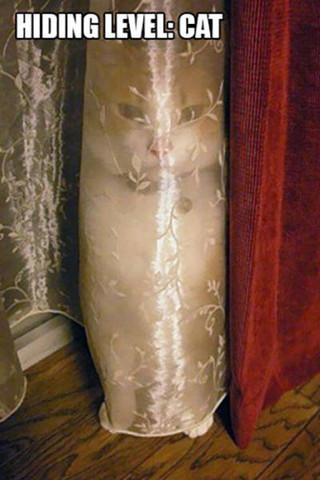 cats_weirdest_things_03