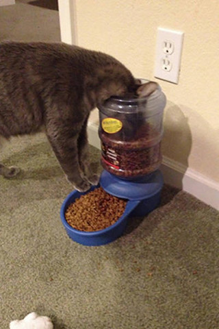 cats_weirdest_things_06