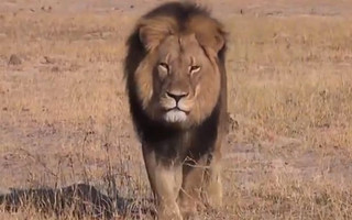 cecil1