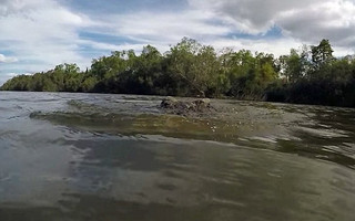 crocodile1
