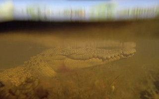 crocodile5