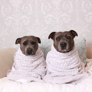 cute_dog_brothers_09
