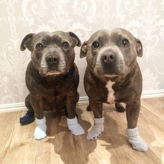 cute_dog_brothers_10