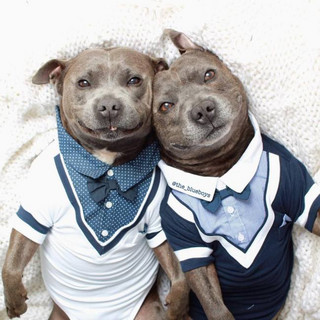 cute_dog_brothers_14