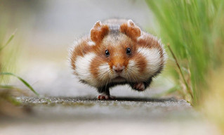 cute_hamster_01