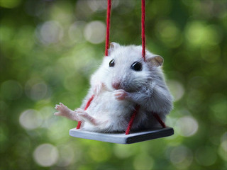 cute_hamster_07