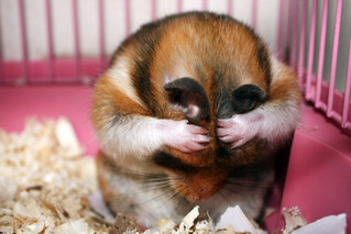 cute_hamster_10
