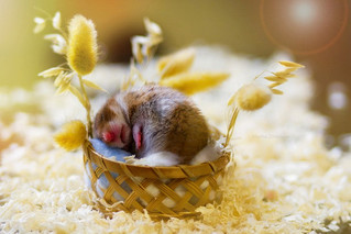 cute_hamster_12