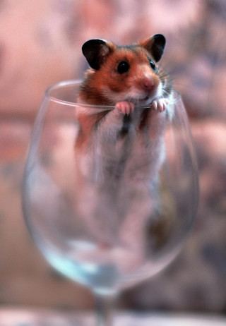 cute_hamster_14