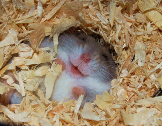 cute_hamster_24
