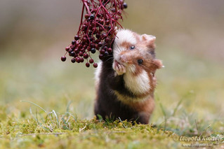 cute_hamster_26
