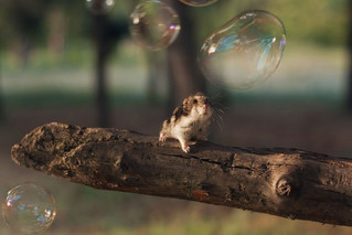 cute_hamster_29