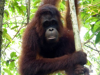 orangutan5