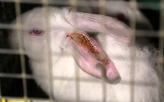 rabit3