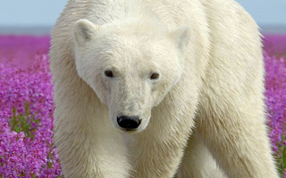 Polar Bear (Ursus maritimus) in coastal Hudson Bay landscape amid a field of fireweed.