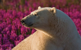 Polar Bear (Ursa maritimus) in fireweed (Epilobium angustifolium) on an island off the sub-arctic coast of Hudson Bay, Churchill, Manitoba, Canada.