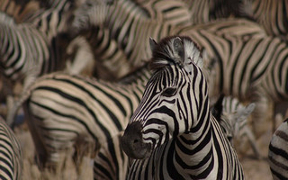 zoologica12