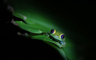 zoologica4
