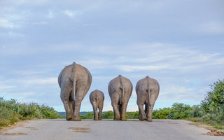 zoologica9