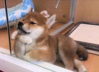 animals-that-dont-suck-30-photos-11