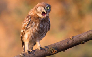 animals-that-dont-suck-30-photos-16