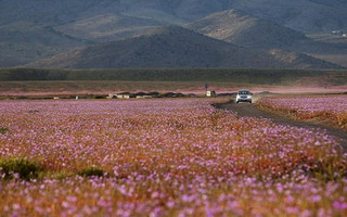 atacama2