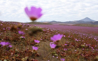 atacama3