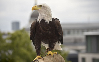 baldeagle5