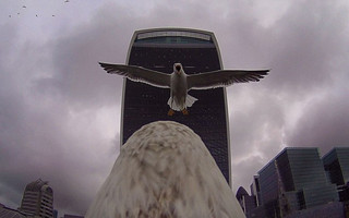 baldeagle1