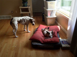 bed10