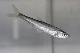 fish01